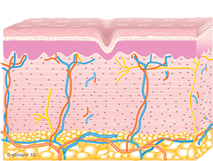 Collagen Remodeling Occurs | TempSure Envi | Skin Tightening